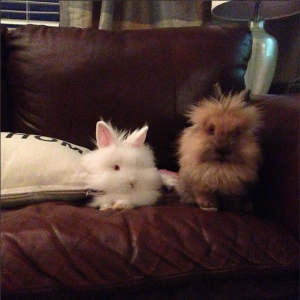 Rabbits as pets