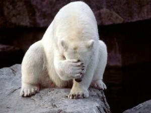 polar-bear-facepalm