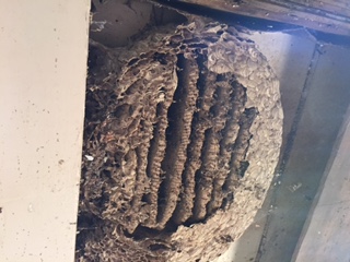 mud-wasps-walls-farmhouse