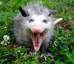 opossum-under-farmhouse