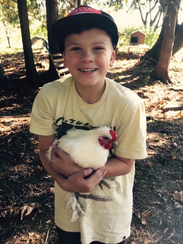 chickens