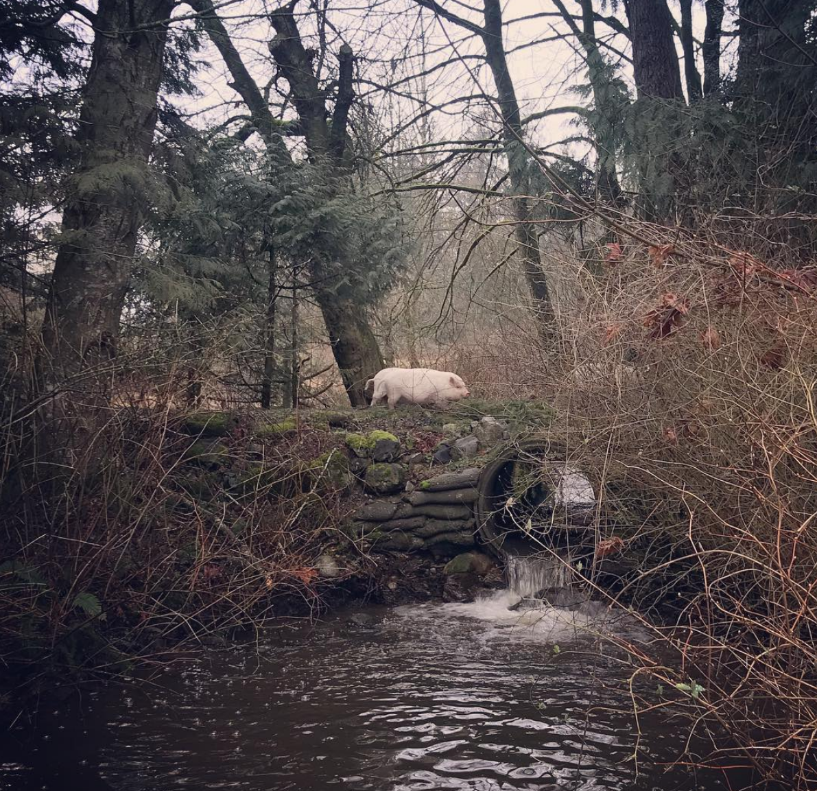 The pigs go on an adventure 