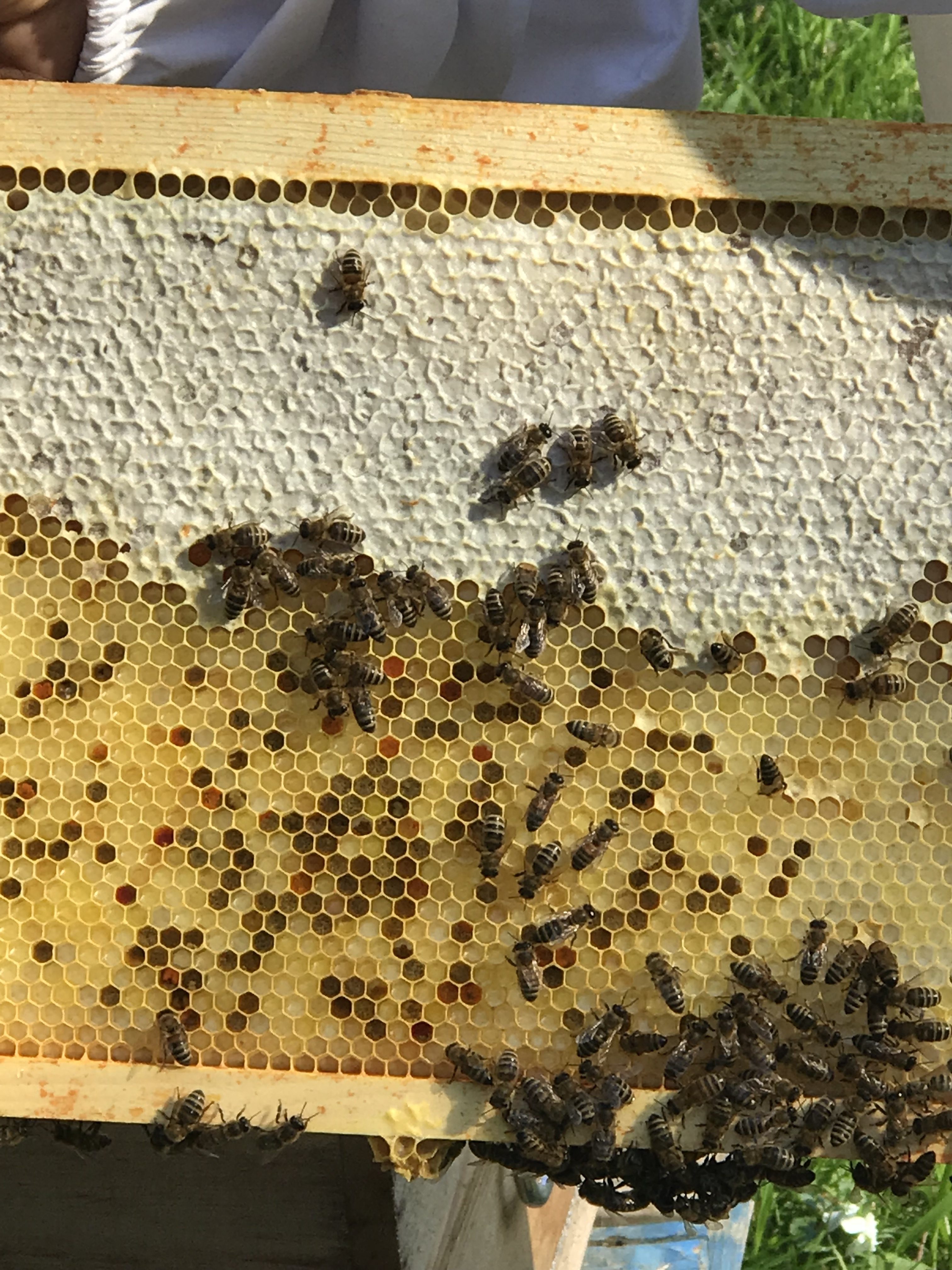beginner beekeeping 